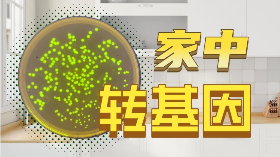 谁说厨房不能搞基因工程？教你在家手搓转基因实验