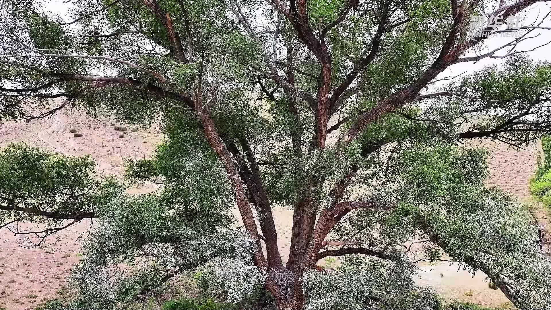 青海贵德：成群苍鹭古树安家