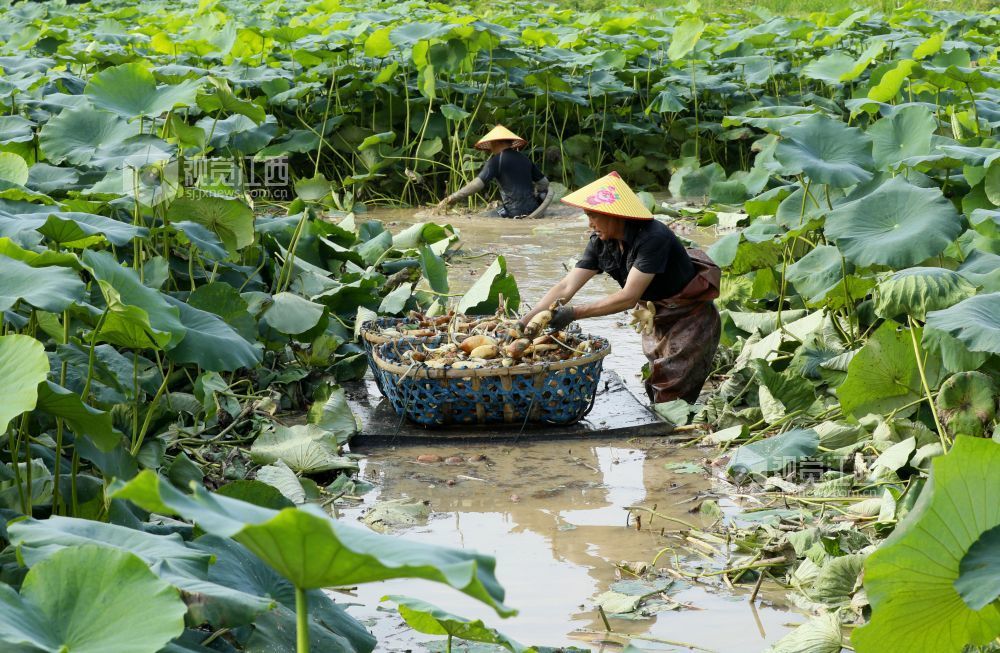 6月4日，江西省吉安市泰和县沿溪镇荷树村莲藕种植基地，农民正在采收莲藕。