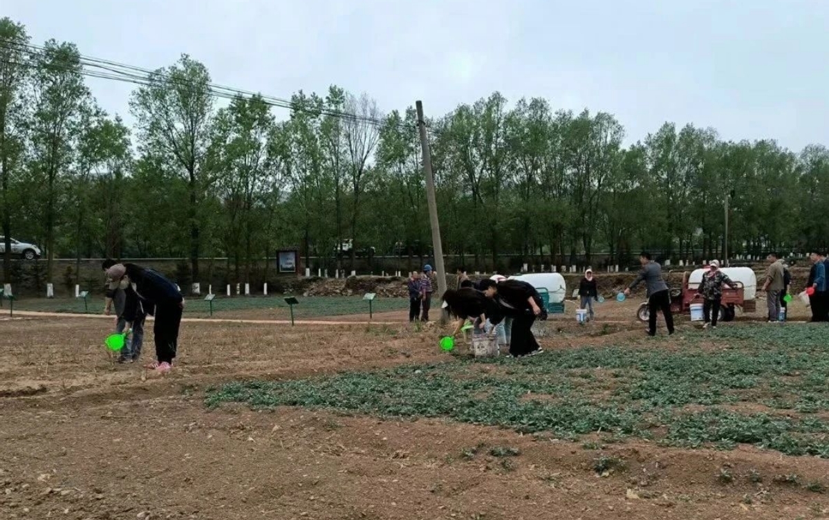 田野里药香与牧歌交织 华亭三产融合奏响富民曲