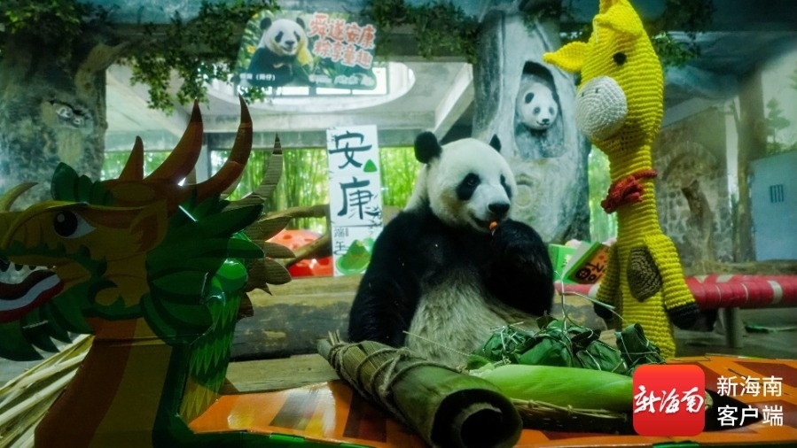 大熊猫。海南热带野生动植物园供图