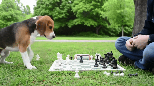 可灵与谷歌贴身肉搏