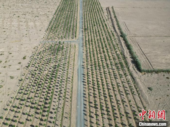 5月26日,航拍下的生态屏障。戴文昌 摄