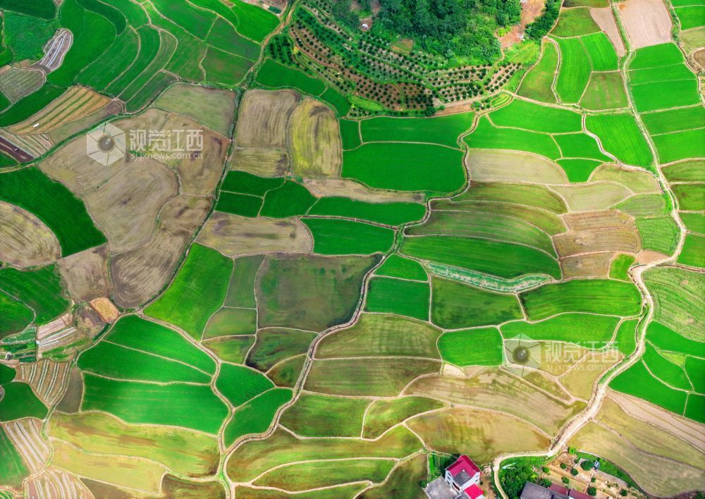 6月1日，江西省吉安市泰和县苏溪镇横塘村，早稻长势喜人，返青吐绿，田园如画。