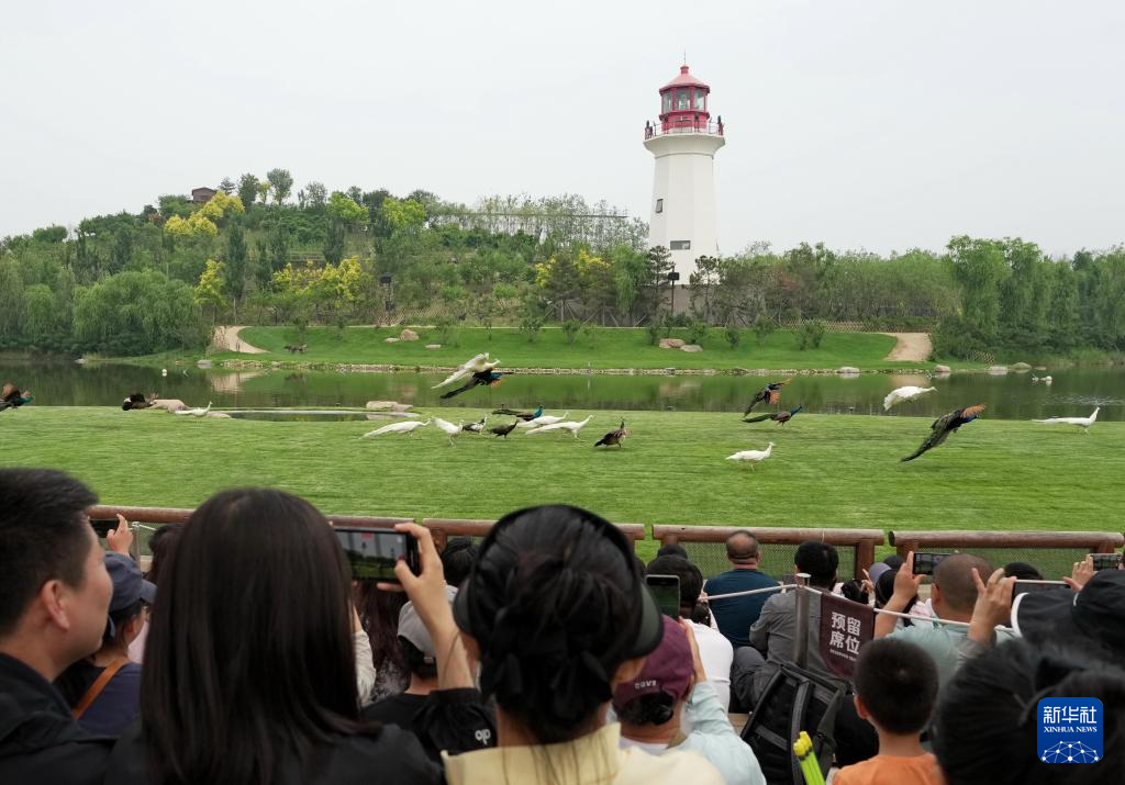 5月31日，游客在河北省秦皇岛市北戴河新区渔田七里海度假区动物百老汇实景剧场欣赏飞舞的孔雀。