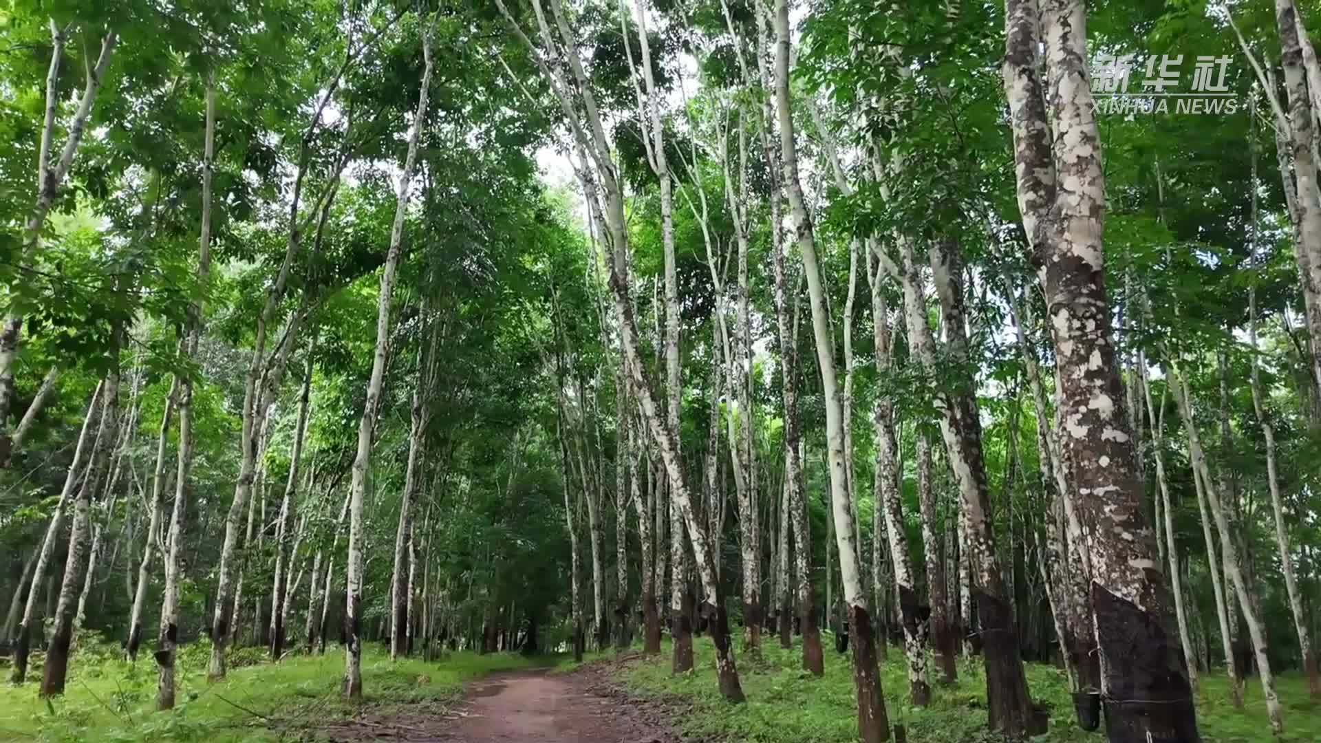 “白色黄金”铺就致富路——中国技术助力科特迪瓦橡胶产业增产增效