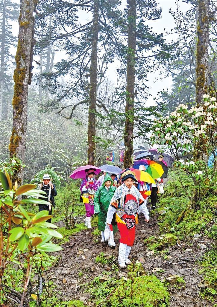 “簪花”队伍翻山越岭来到达玛花盛开的山顶