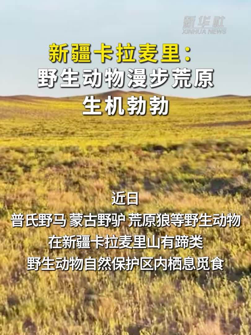 新疆卡拉麦里：野生动物漫步荒原 生机勃勃