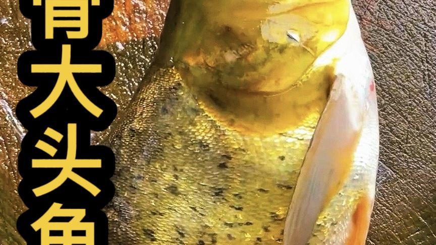 专为剁椒鱼头而生的缩骨大头鱼，只长鱼头不长身
