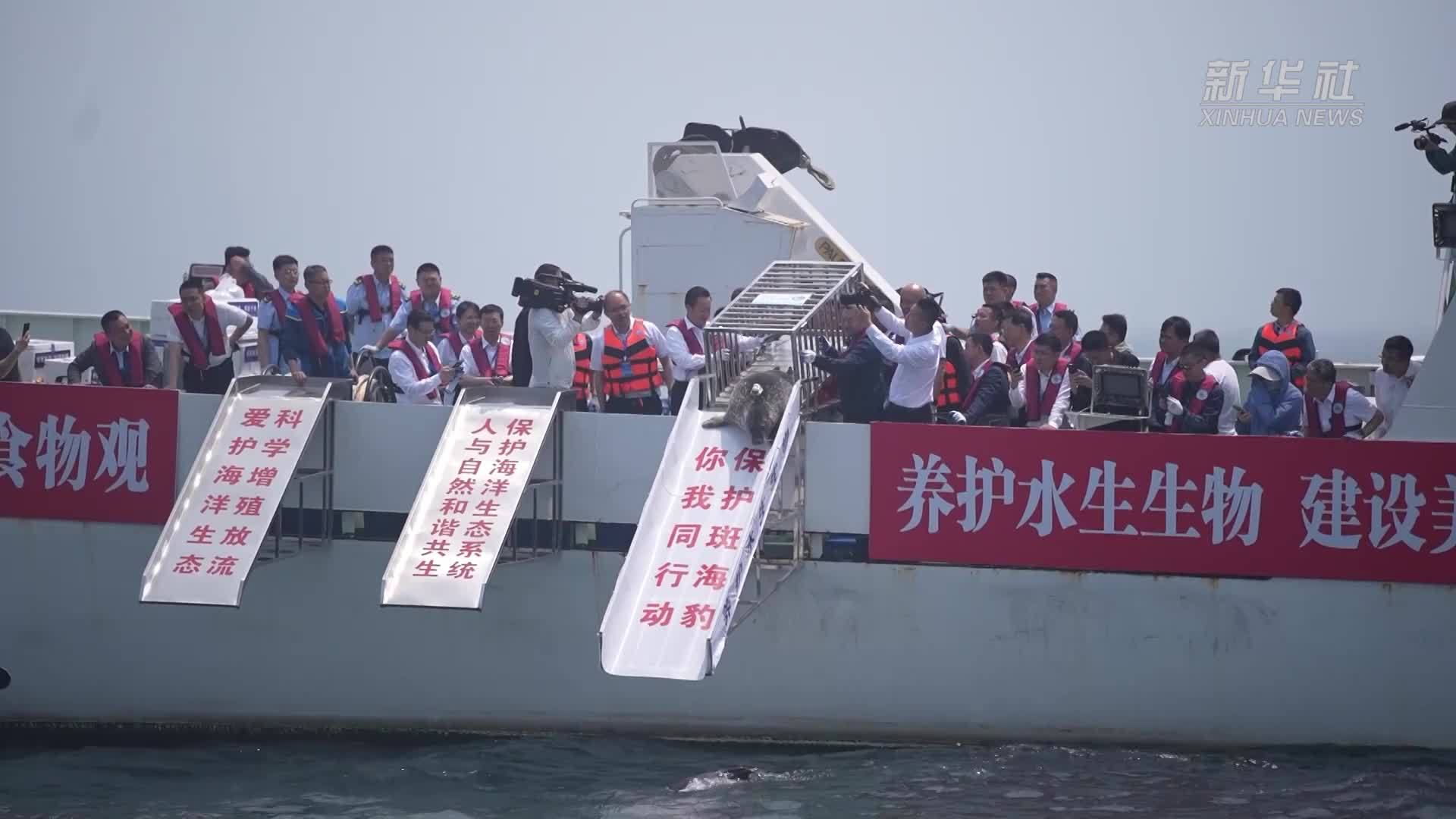 9只斑海豹在大连被放归大海