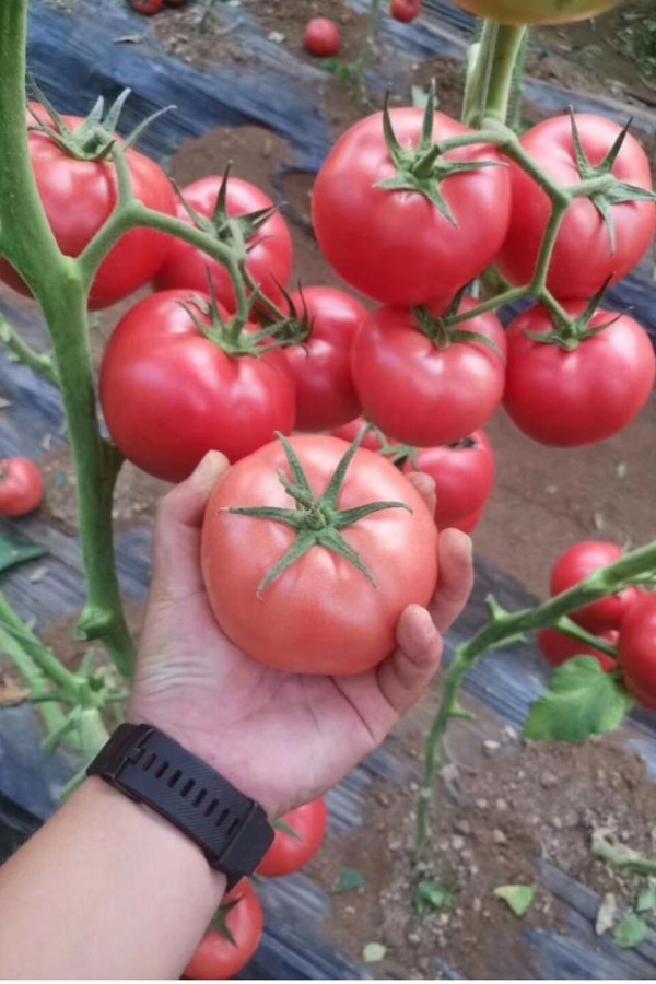 “宝禄先锋”品种番茄。（受访者供图）
