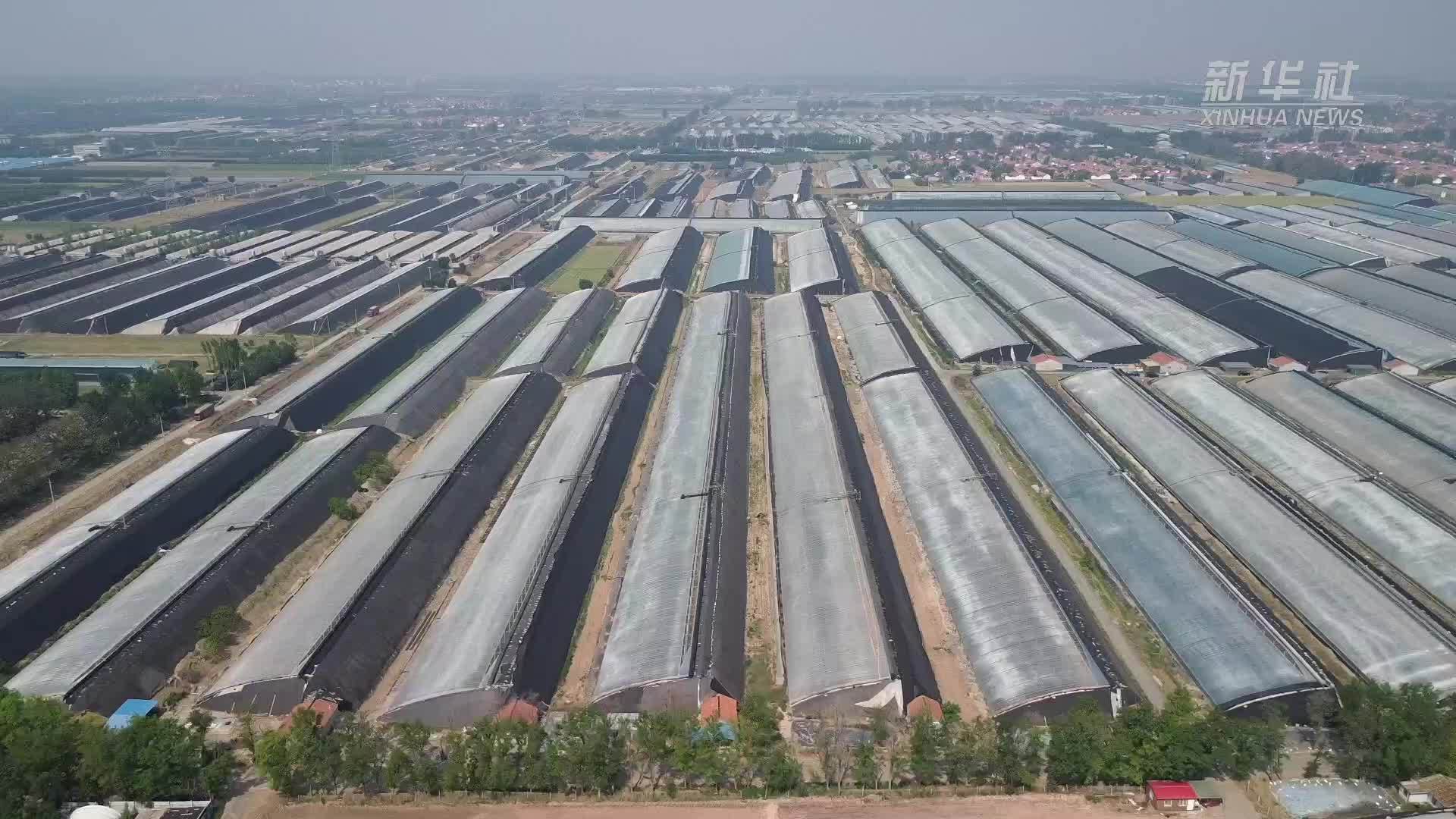 中国经济样本观察·县域样本篇｜菜篮子里的“寿光力量”：一座县城的蔬菜产业化之路