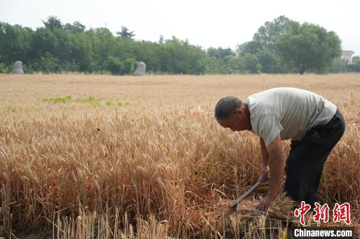 6月2日，河南巩义，北宋皇陵——永熙陵迎来麦收。现场，农户们抢抓晴好天气，投入麦收、耕地、播种工作，一派忙碌。图为农户将路旁的小麦进行手工收割，以便后续收割机进行机收。经晓佳 摄
