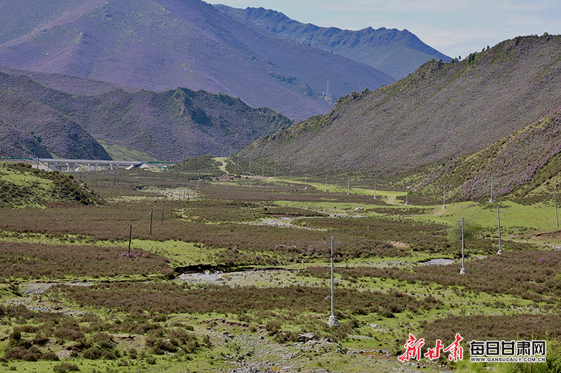 【2025甘肃生态环保行】天祝县"三北"工程绘就双赢画卷