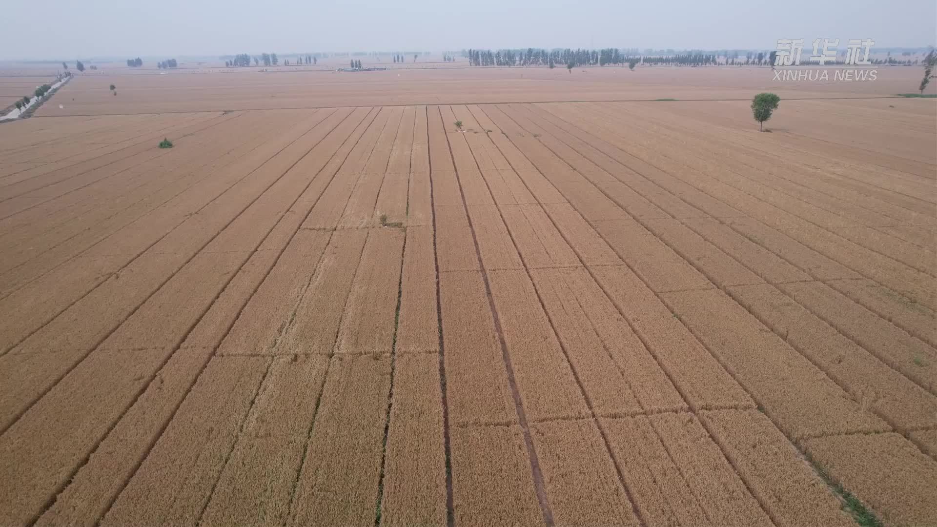 河南卫辉：以技护粮 50万亩小麦丰收在望