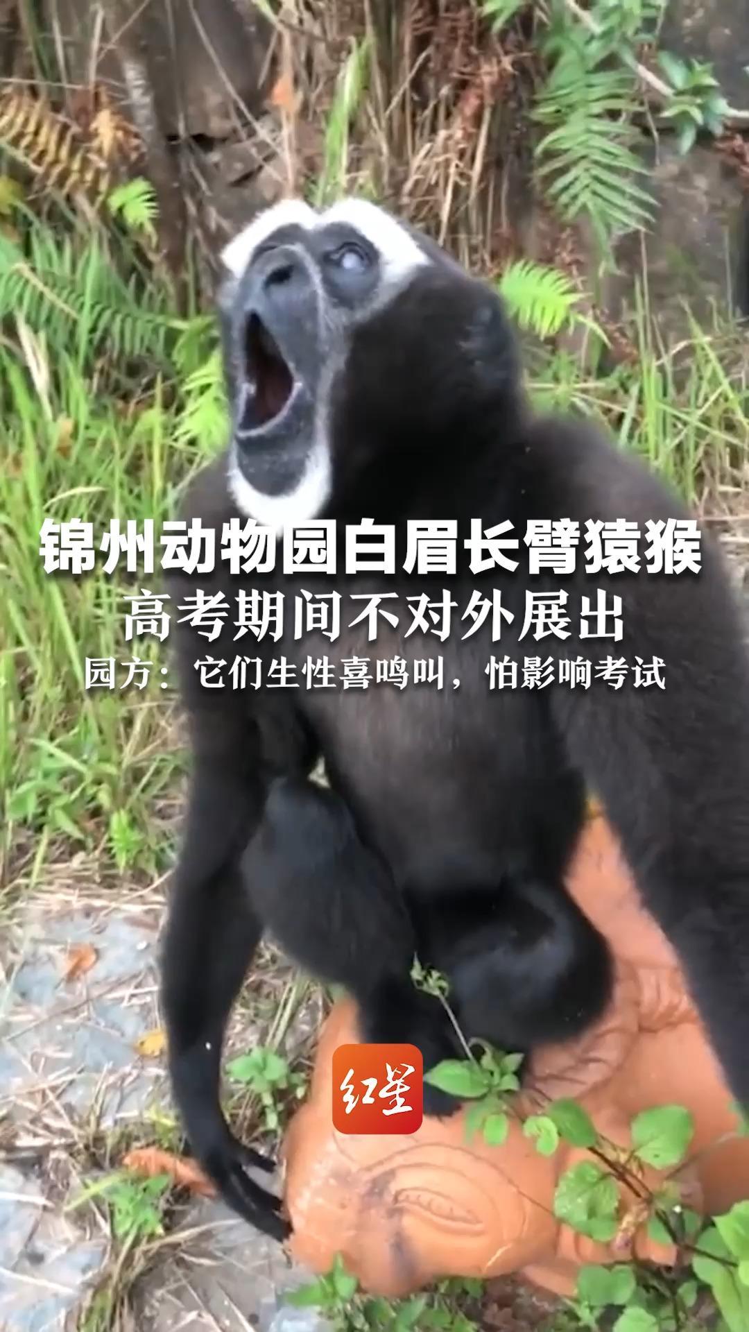 锦州动物园白眉长臂猿猴，高考期间不对外展出，园方：它们生性喜鸣叫，怕影响考试