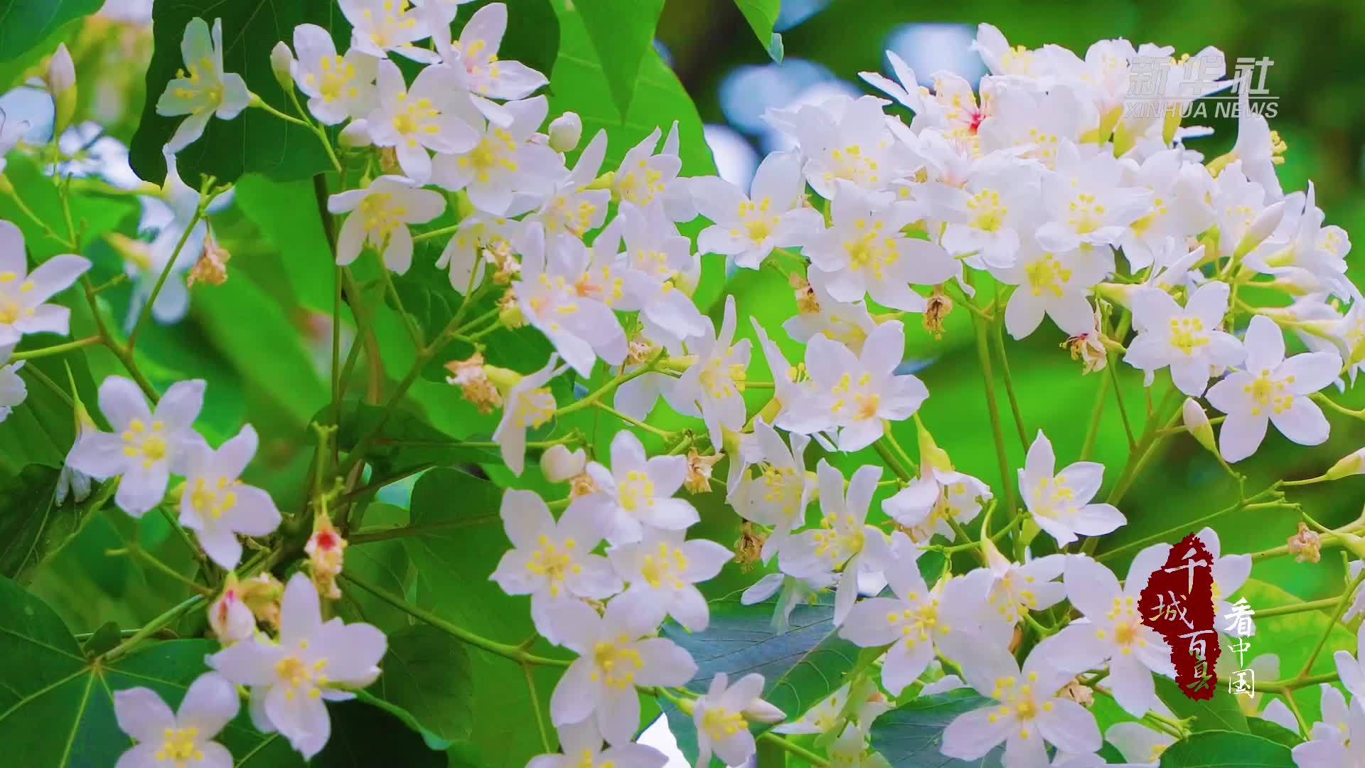 千城百县看中国｜福建福州：邂逅鼓楼的夏日诗行