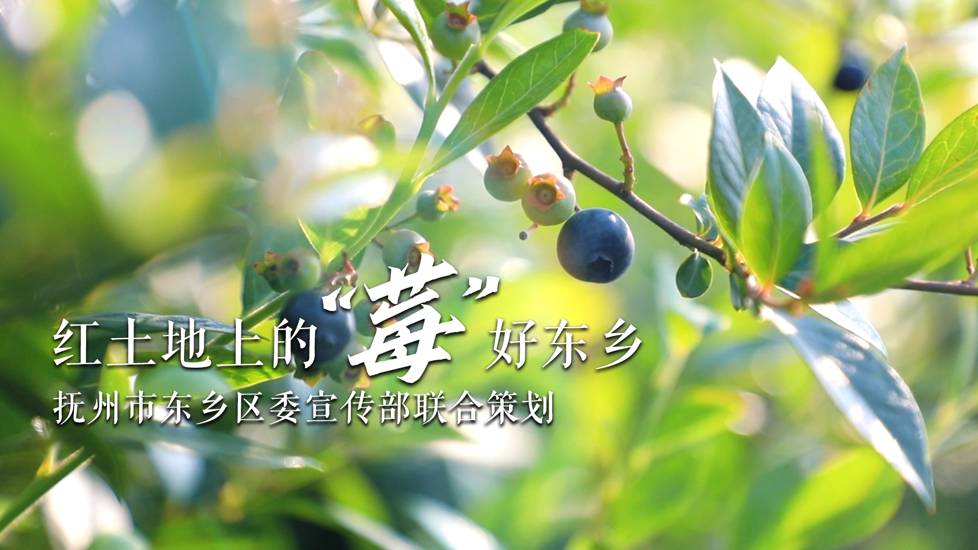 鳳見第201期：紅土地上的 “莓”好東鄉