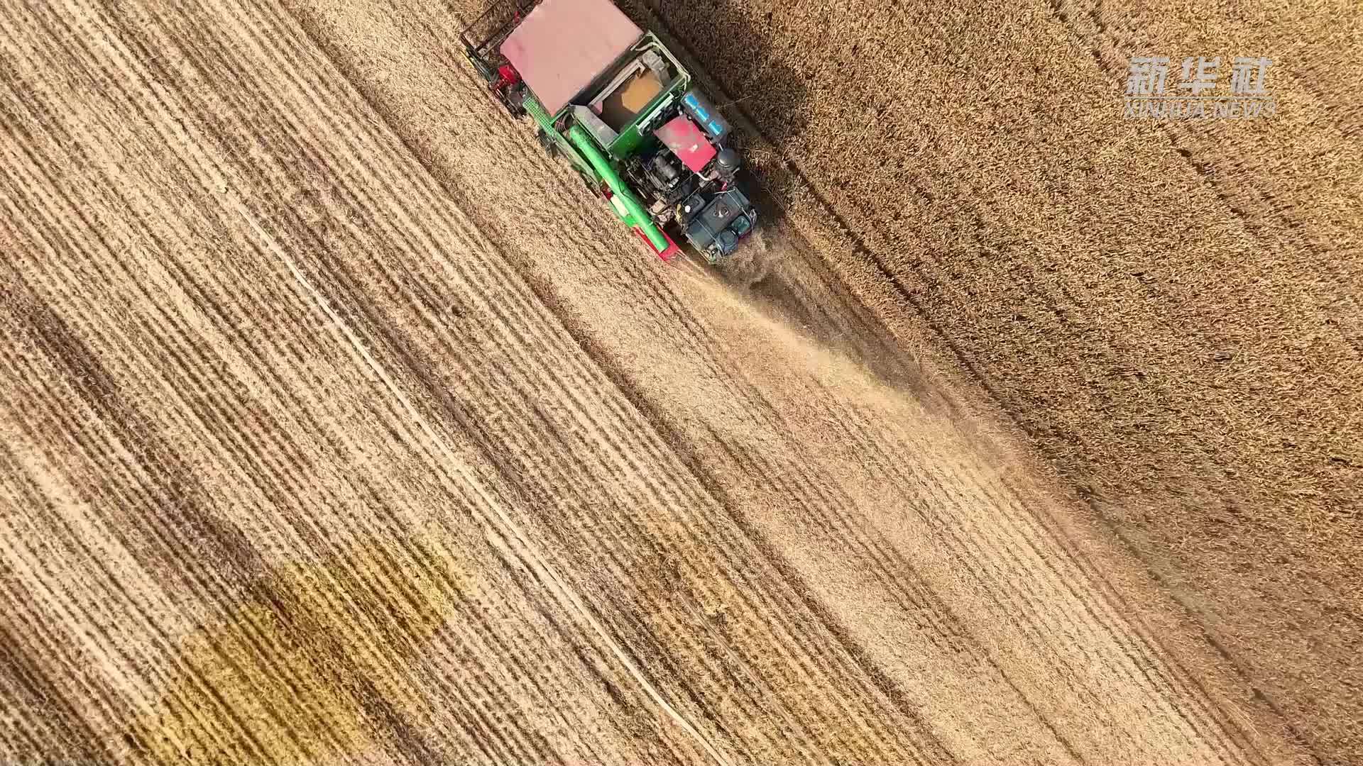 河南商丘：“三机接力”绘就夏收夏种新图景