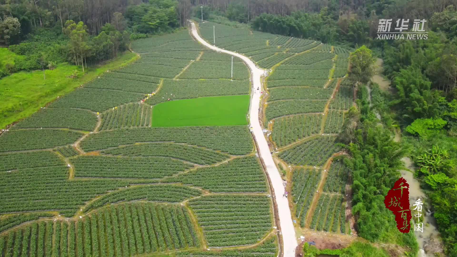 千城百县看中国丨福建长泰：红秀茄争“鲜”上市