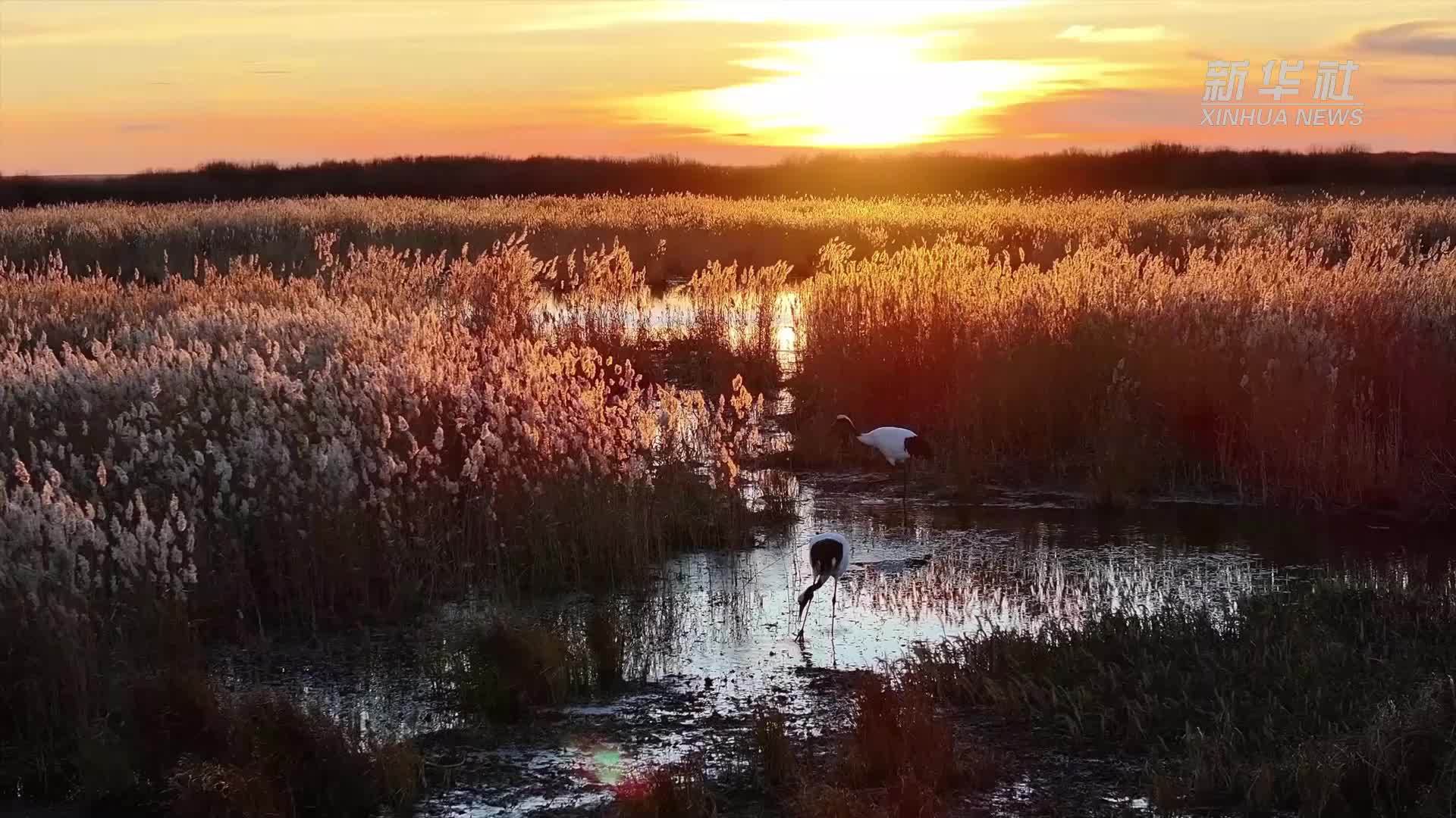 千城胜景｜鹤舞夕阳