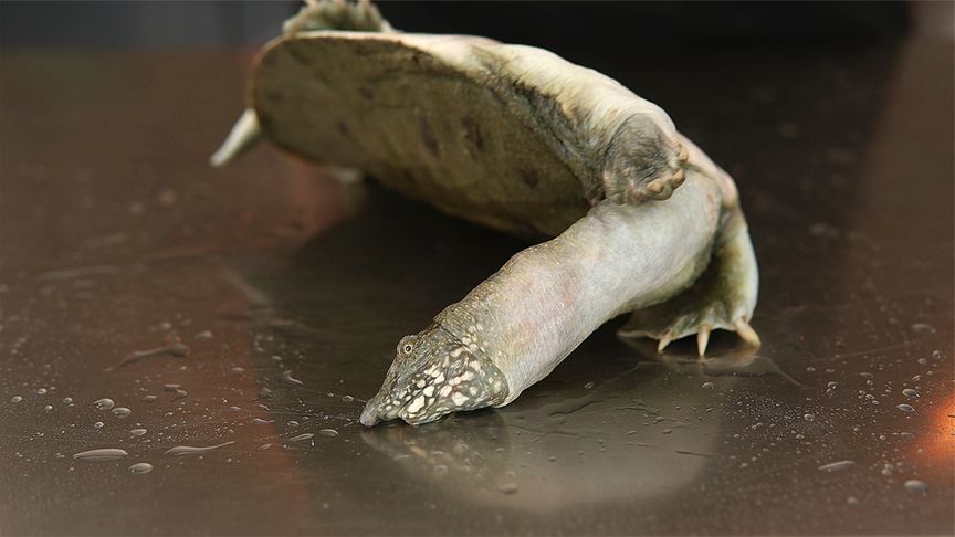 甲鱼怎么杀？放不放血？甲鱼胆的妙用，正确的甲鱼处理方法和技巧