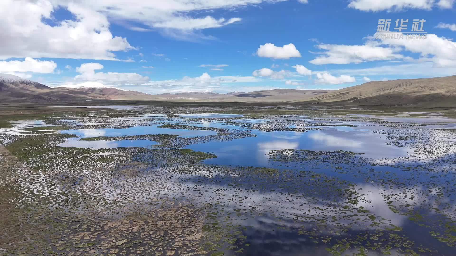 黑颈鹤回巢了！长江源头的生命律动