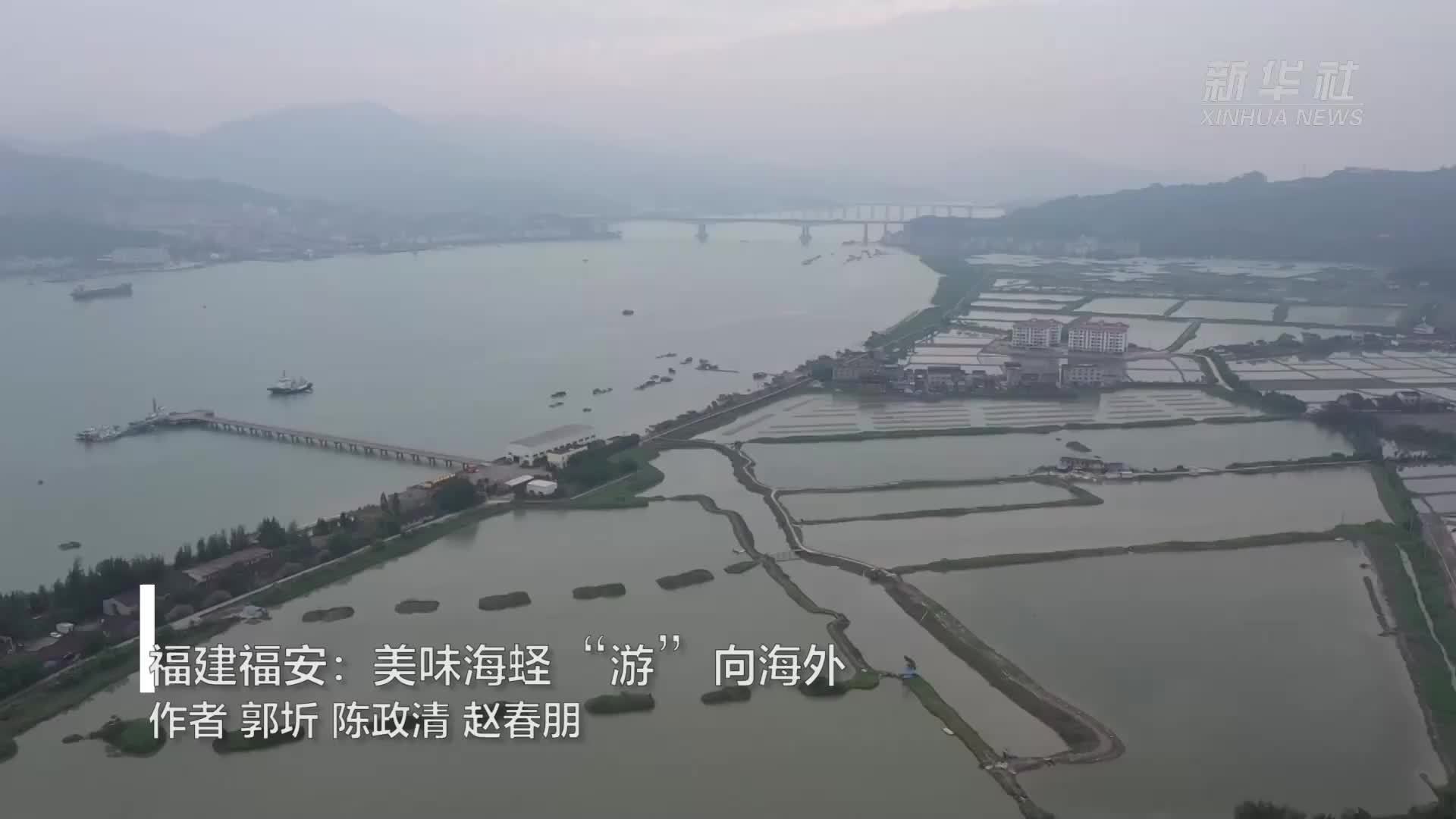 福建福安：美味海蛏“游”向海外