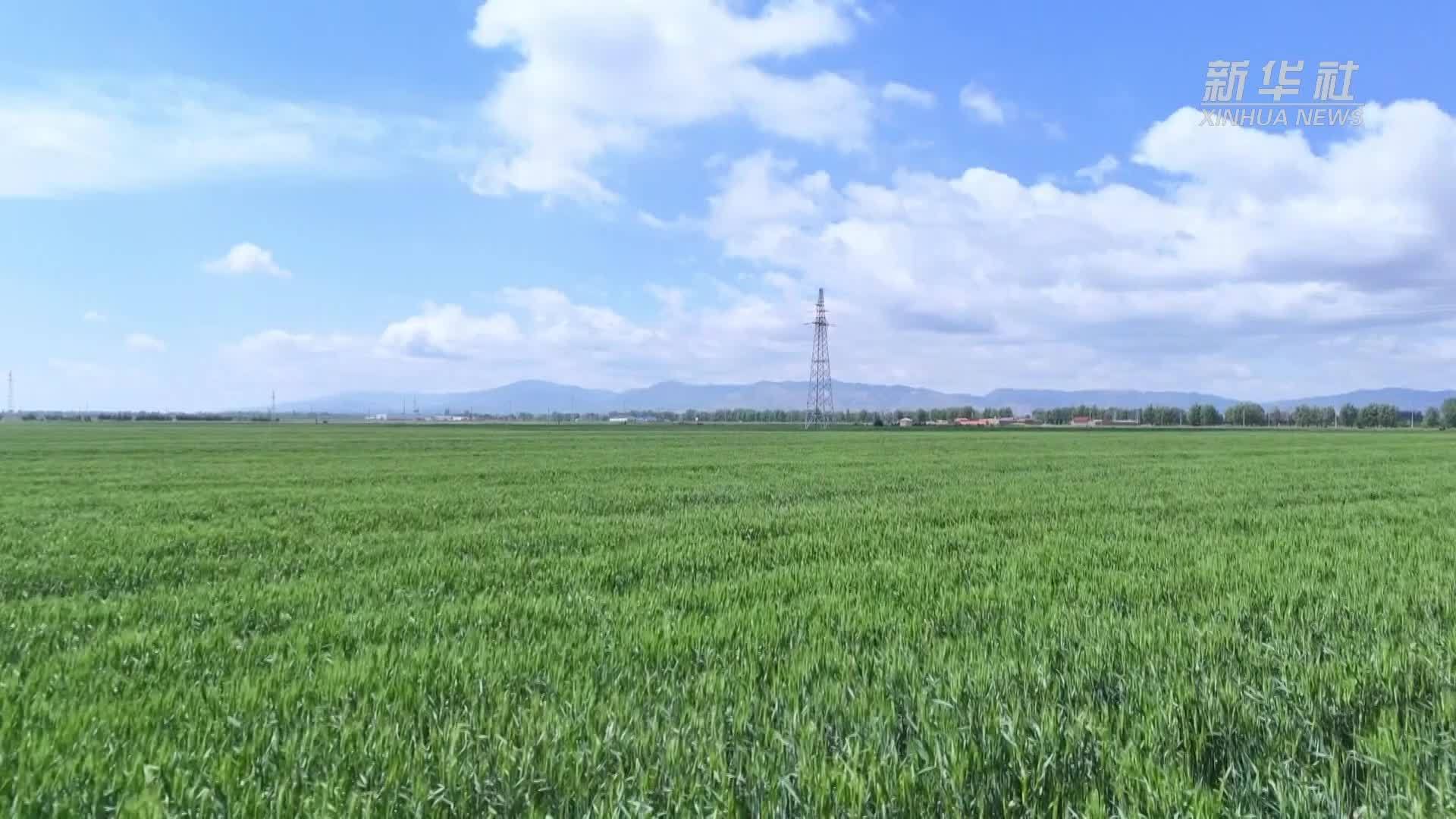 宁夏原州：“一喷三防”促丰收