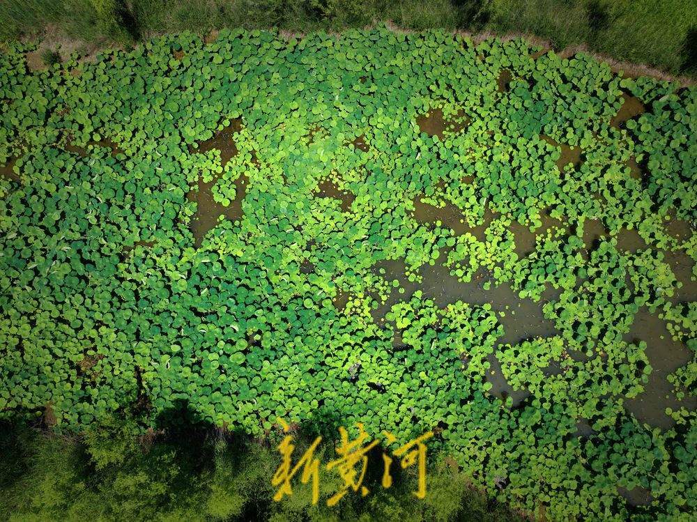 一年四季 泉在济南｜泉城迎高温天气 荷叶青翠欲滴送凉意