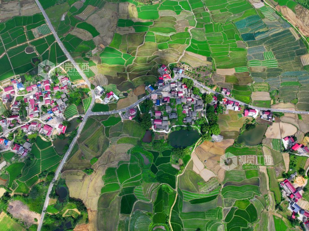 6月1日，江西省吉安市泰和县苏溪镇横塘村，早稻长势喜人，返青吐绿，田园如画。