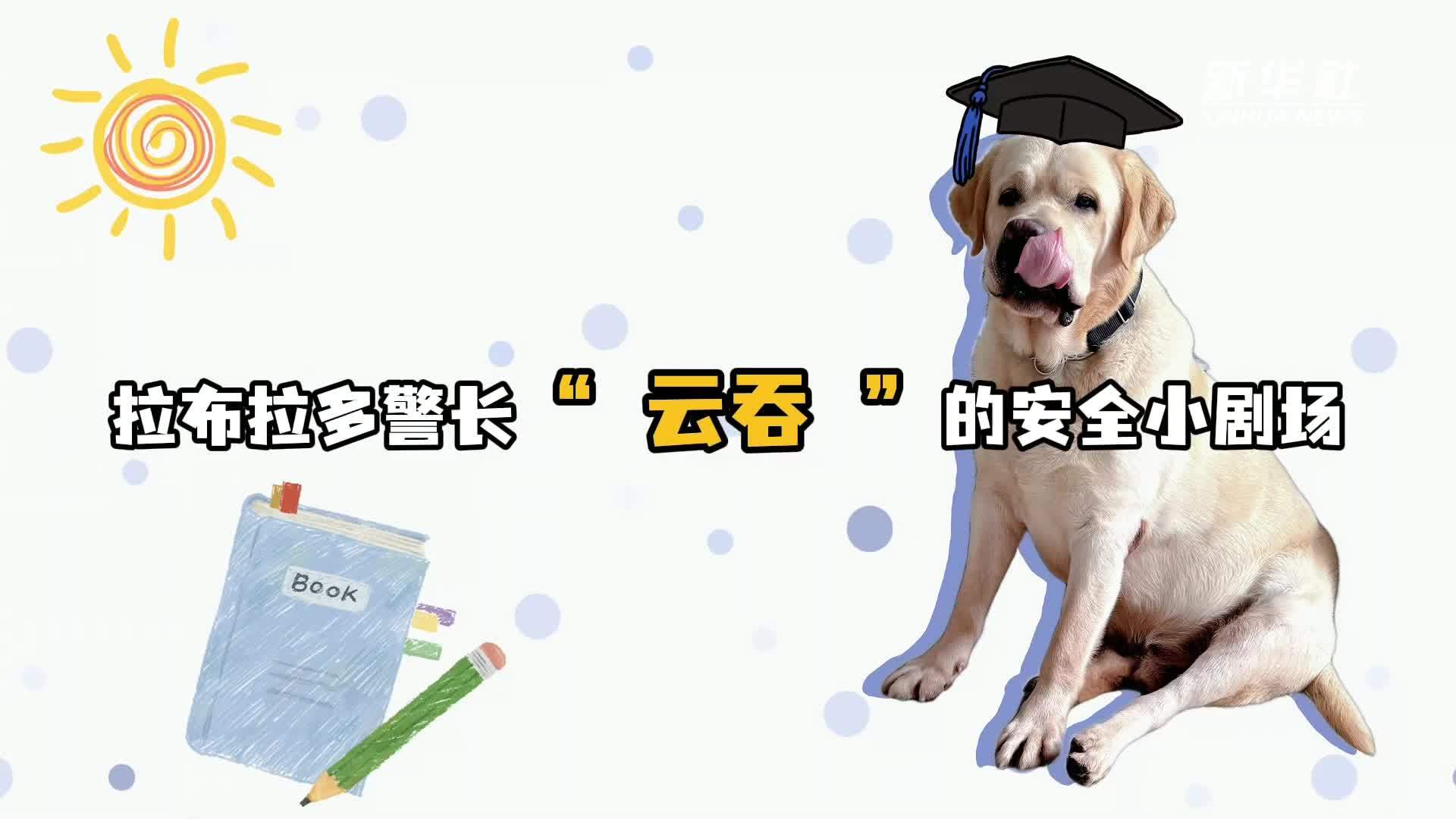 拉布拉多警长“云吞”的安全小剧场