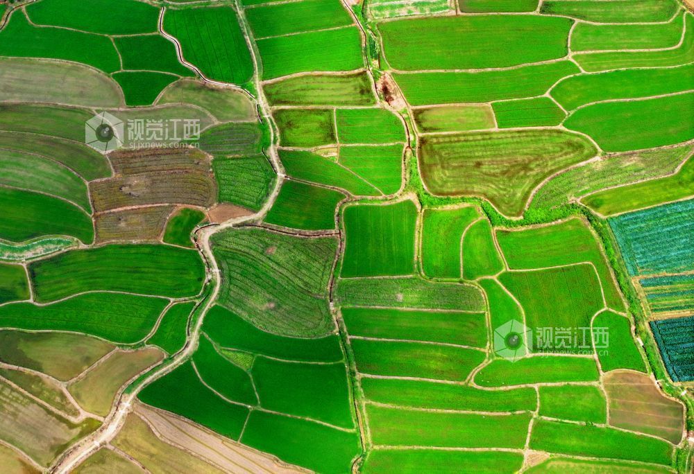 6月1日，江西省吉安市泰和县苏溪镇横塘村，早稻长势喜人，返青吐绿，田园如画。