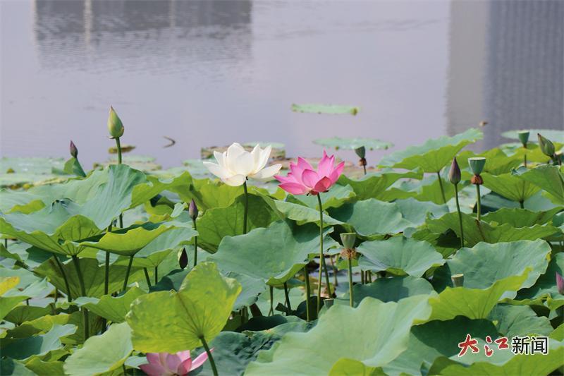 荷花绽放（邓敏 摄）