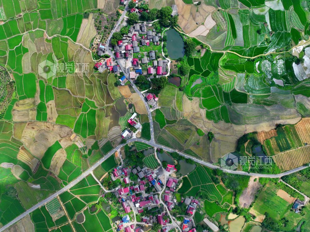 6月1日，江西省吉安市泰和县苏溪镇横塘村，早稻长势喜人，返青吐绿，田园如画。