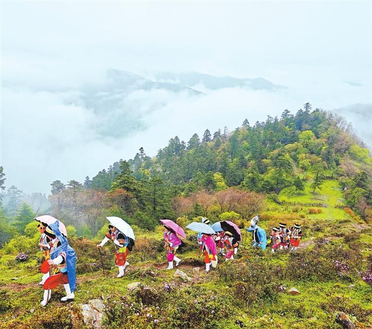 农历五月初五，舟曲县藏族女性踏上“簪花之路”，在海拔3000多米的山顶采摘达玛花。