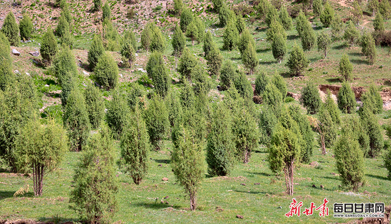 【2025甘肃生态环保行】天祝县"三北"工程绘就双赢画卷