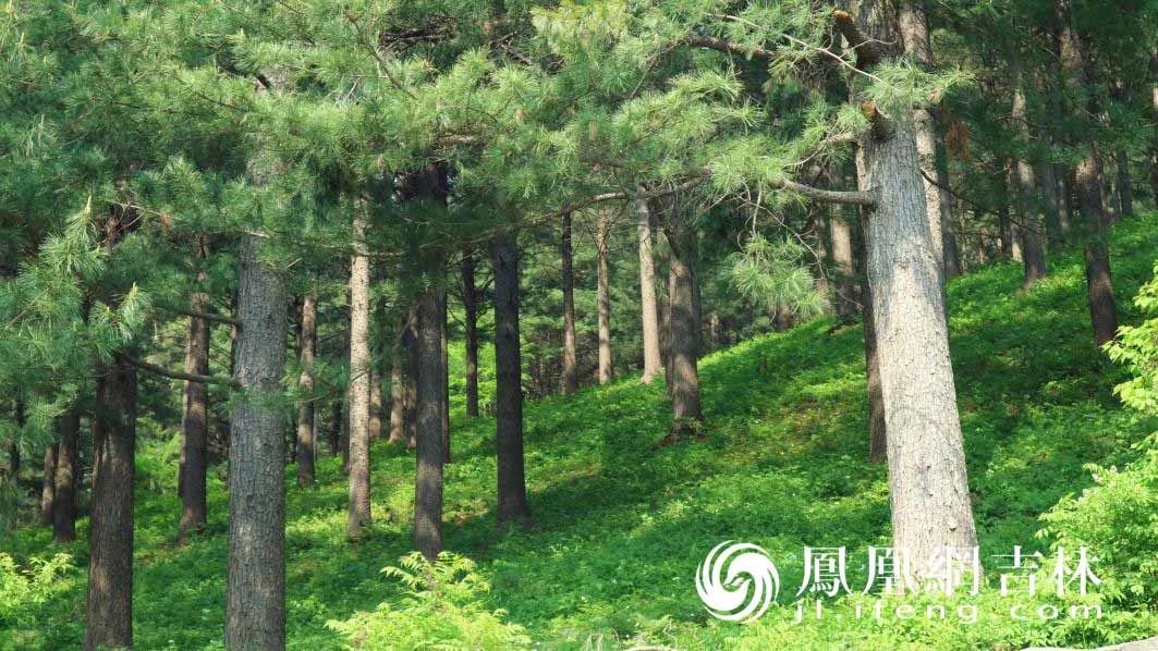 三棚村村民的“绿色银行”
