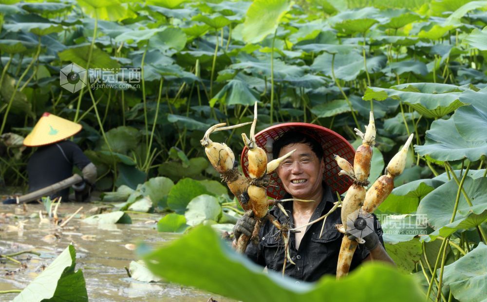 6月4日，江西省吉安市泰和县沿溪镇荷树村莲藕种植基地，农民正在采收莲藕。
