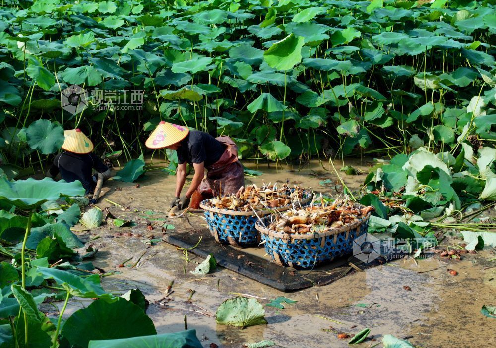 6月4日，江西省吉安市泰和县沿溪镇荷树村莲藕种植基地，农民正在采收莲藕。
