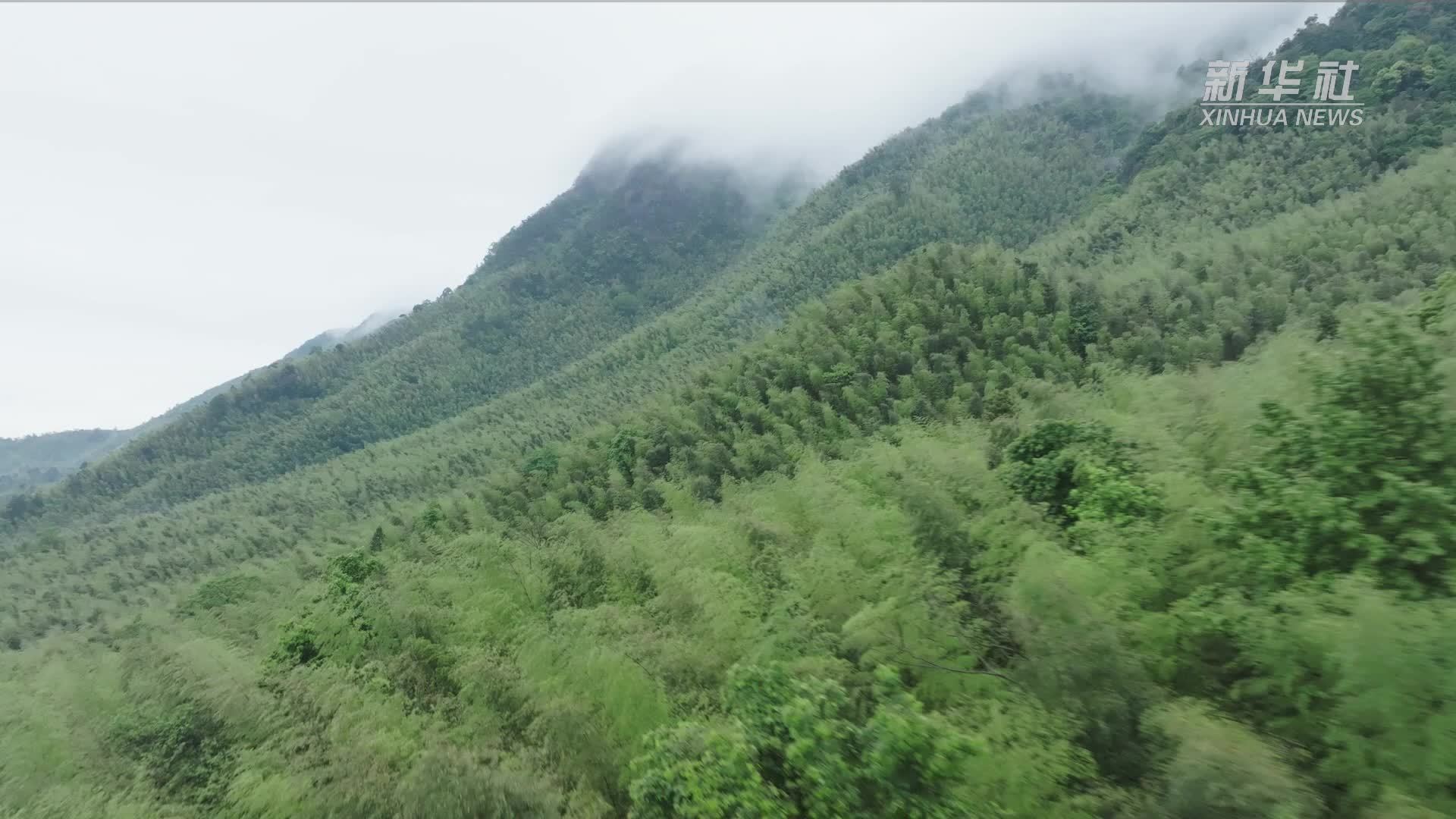 福建永安：数智化加快笋竹产业转型升级