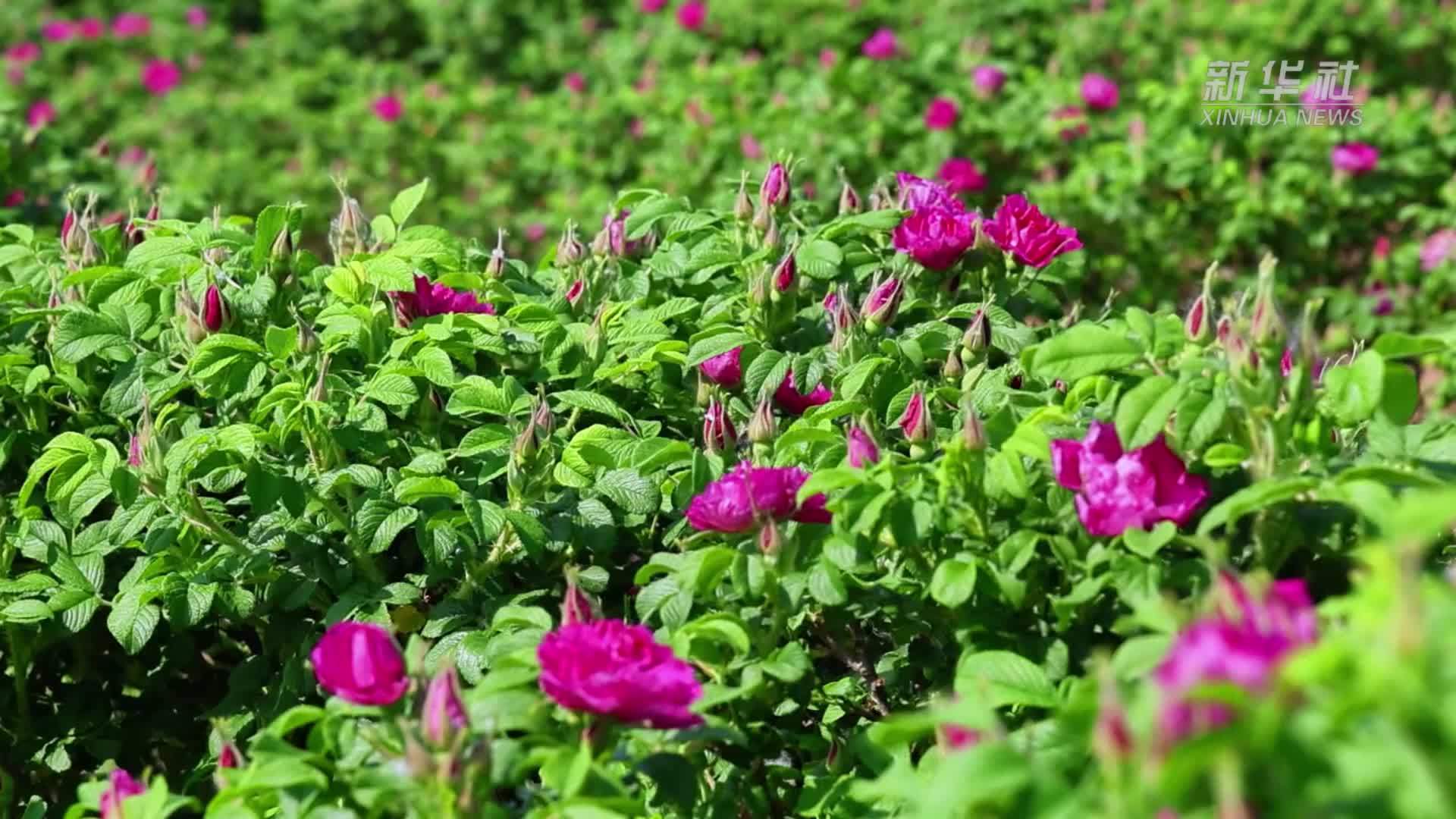 千城胜景｜河北吴桥：千亩玫瑰绘就运河畔“芬芳经济”新图景