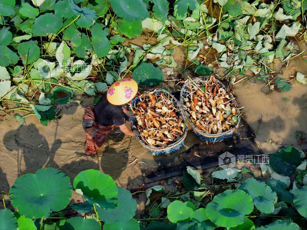 6月4日，江西省吉安市泰和县沿溪镇荷树村莲藕种植基地，农民正在采收莲藕。