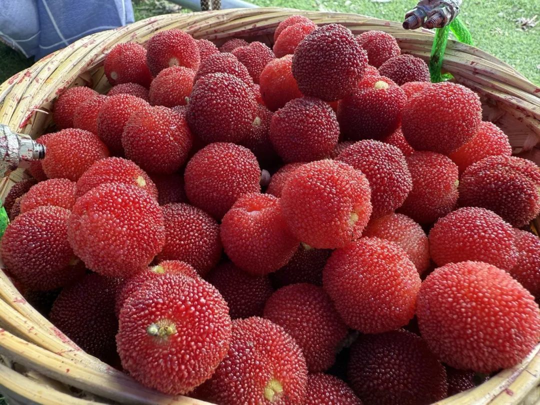 “夏至红”杨梅。俞丽丹.jpg