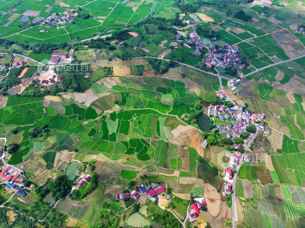 6月1日，江西省吉安市泰和县苏溪镇横塘村，早稻长势喜人，返青吐绿，田园如画。