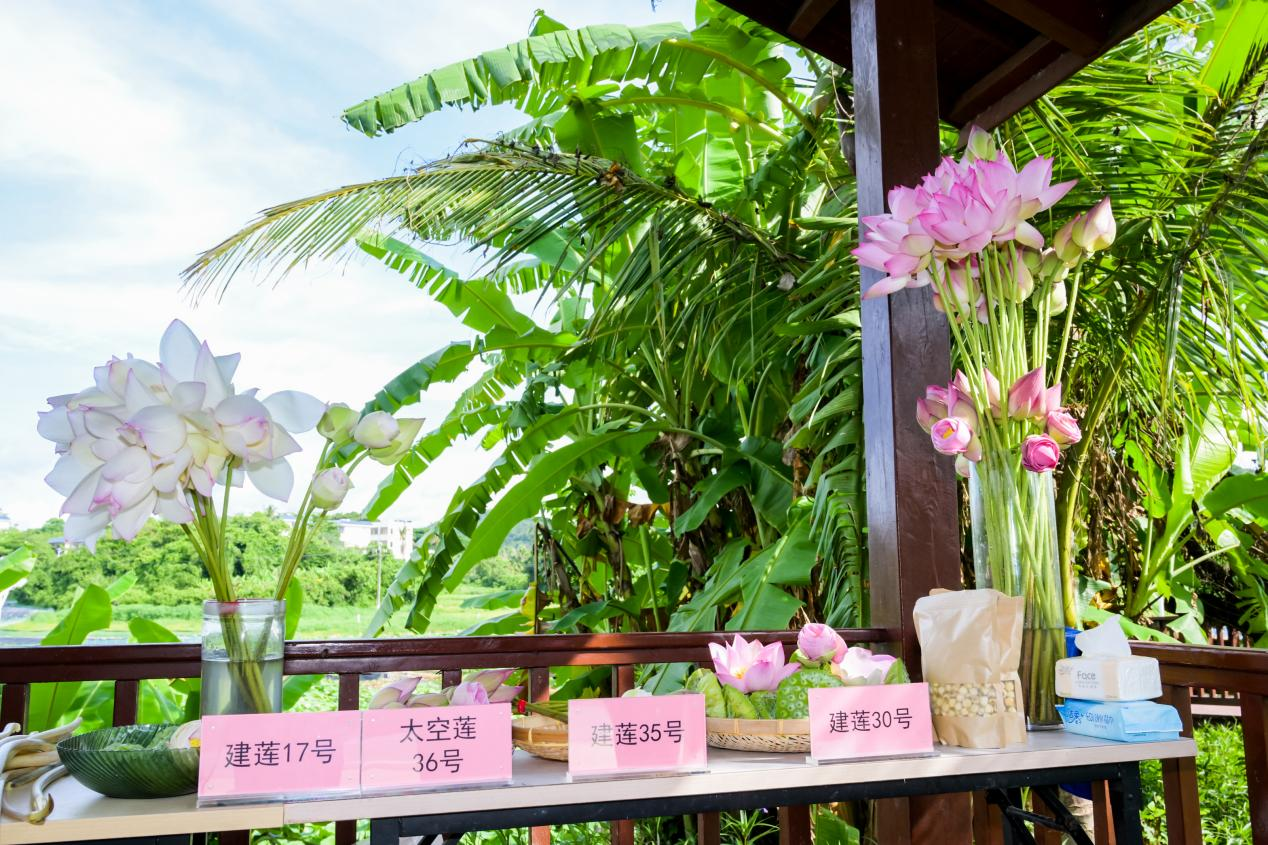 2025年三亚市院地项目“水生蔬菜子莲引进筛选与示范”现场观摩会在抱前村顺利召开