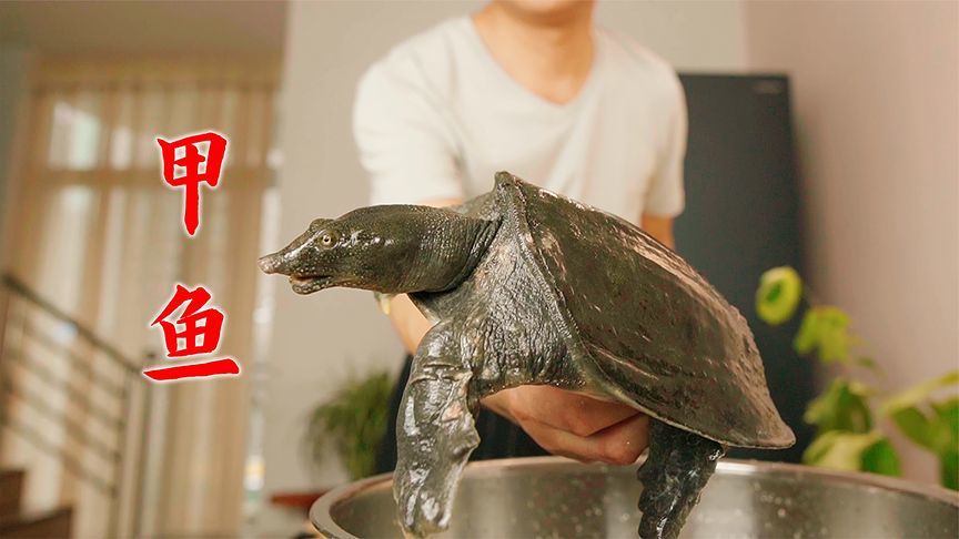 正确的甲鱼宰杀处理细节，一个小秘诀，去腥增鲜