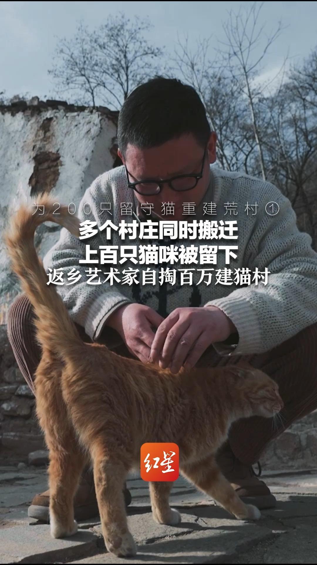 为200只留守猫重建荒村①多个村庄同时搬迁 上百只猫咪被留下 返乡艺术家自掏百万建猫村