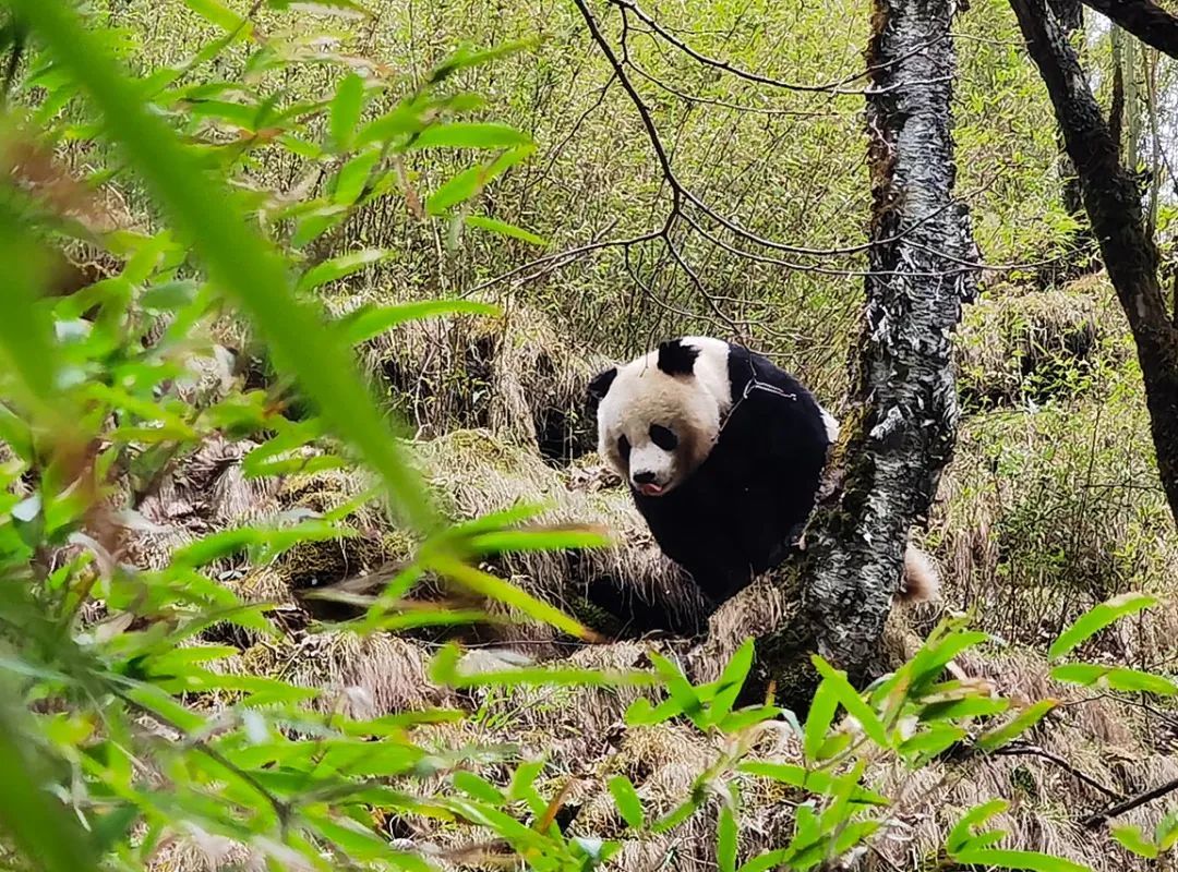 抖音知识再进化:极致内容,从稀缺场景中来