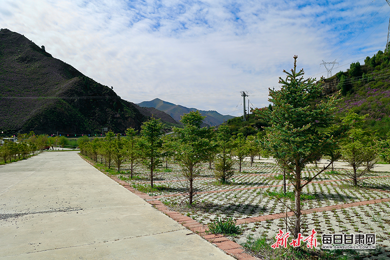 【2025甘肃生态环保行】天祝县"三北"工程绘就双赢画卷